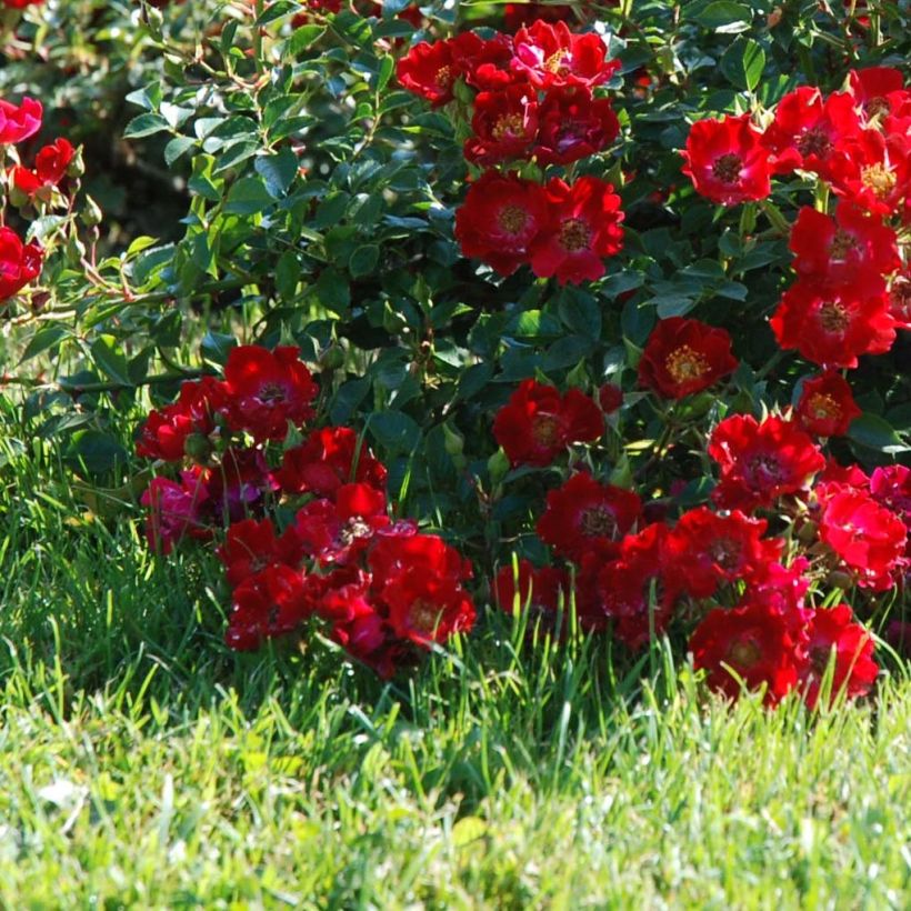 Maanpeiteruusu Rouge Cascade 'deltapirou (Kukinta)