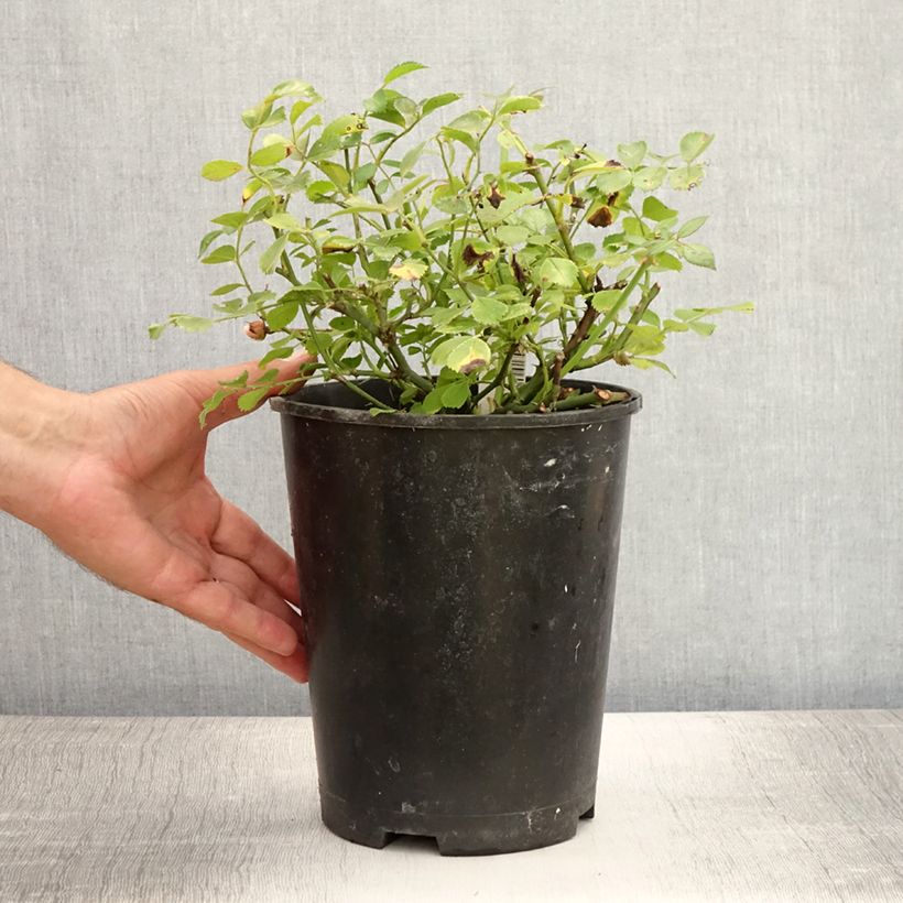 Esimerkki kesällä toimitetusta Maanpeiteruusu Satina 2 litran/3 litran ruukku-taimesta