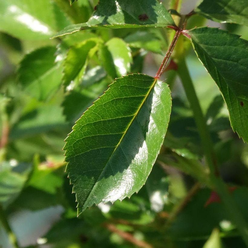 Maanpeiteruusu Satina (Lehvistö)