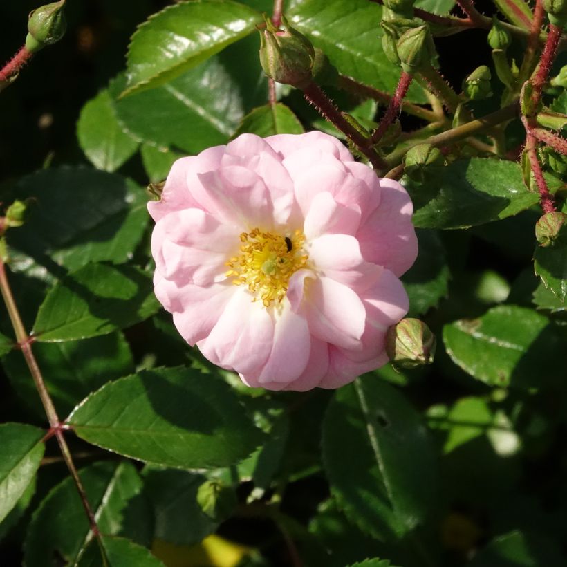 Maanpeiteruusu Satina (Kukinta)