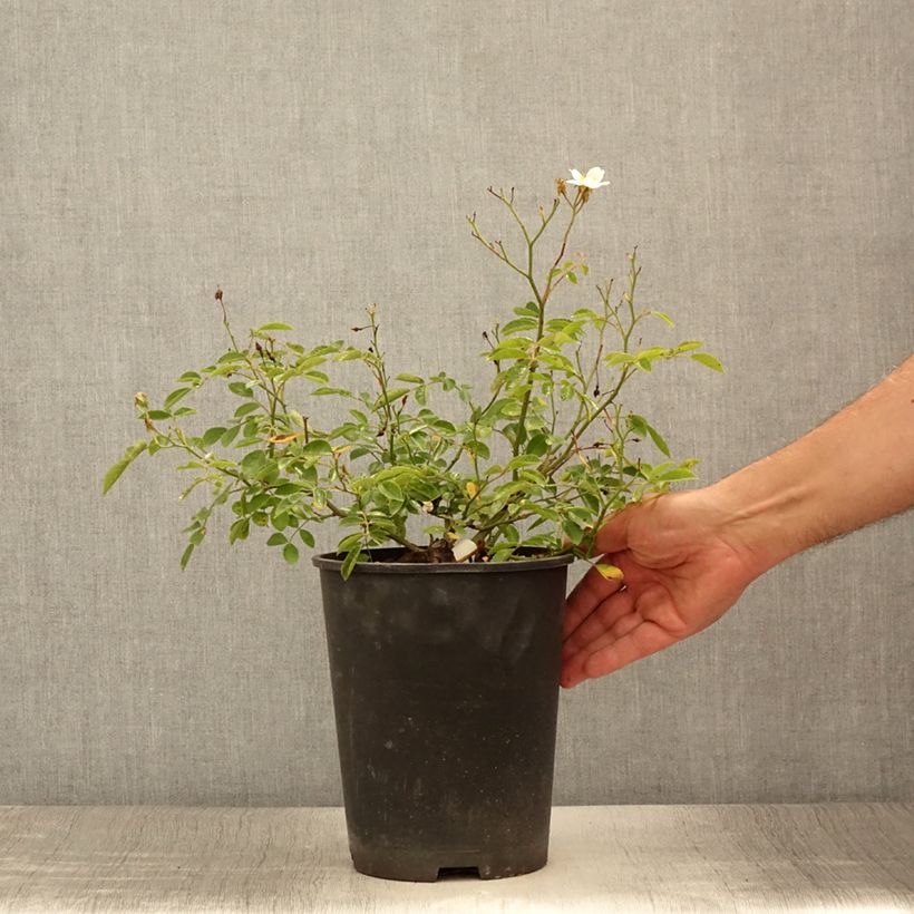 Esimerkki kesällä toimitetusta Rosier couvre-sol Snow Star Pot de 4L/5L-taimesta