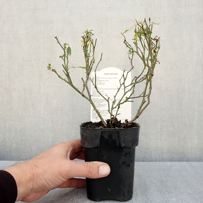 Esimerkki syksyllä toimitetusta Polyantharuusu The Fairy 10 cm/11 cm ruukku-taimesta
