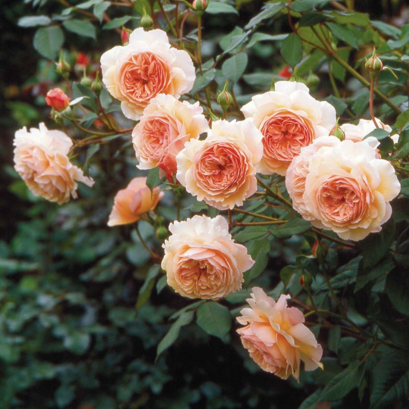 Austinruusu A Shropshire Lad Ausled (Kukinta)