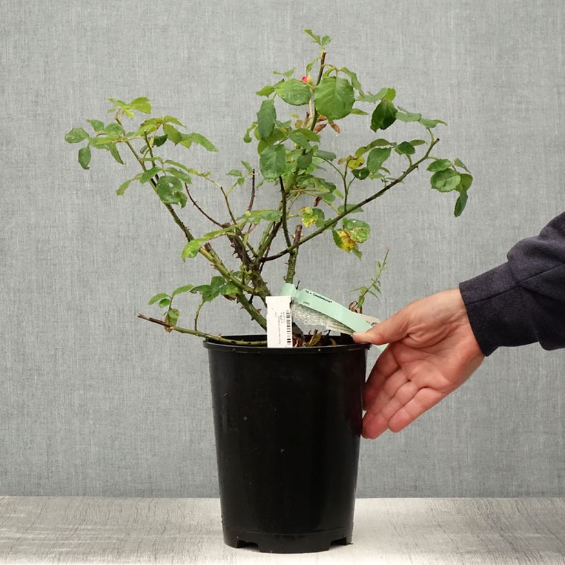 Esimerkki kesällä toimitetusta Rosier David Austin Desdemona  Pot de 4L/5L-taimesta