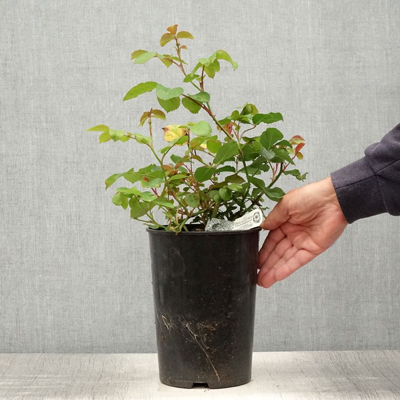 Esimerkki kesällä toimitetusta Rosier David Austin Emily Brontë Pot de 4L/5L-taimesta