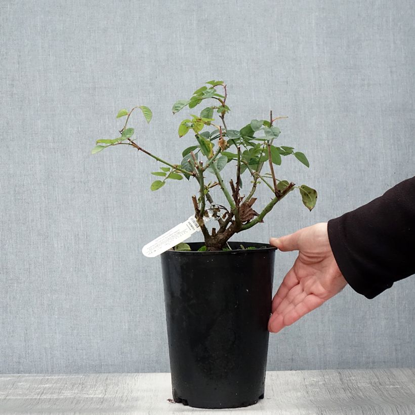 Esimerkki syksyllä toimitetusta Rosier David Austin Gentle Hermione Pot de 4L/5L-taimesta