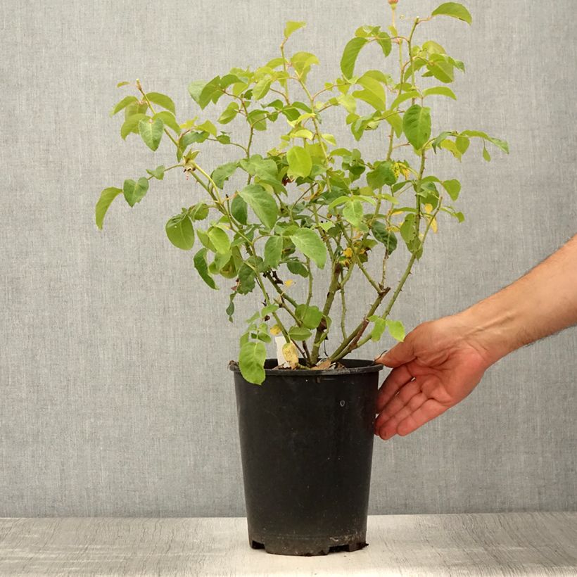 Esimerkki kesällä toimitetusta Rosier David Austin James L. Austin  Pot de 3L/4L-taimesta