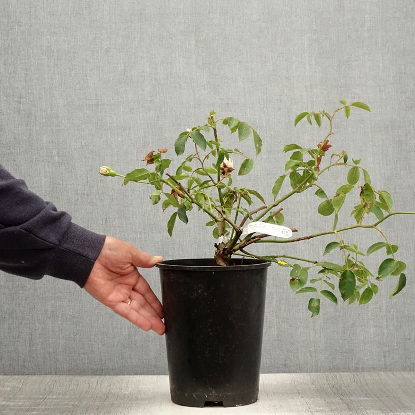 Esimerkki kesällä toimitetusta Rosier David Austin Lichfield Angel  Pot de 4L/5L-taimesta