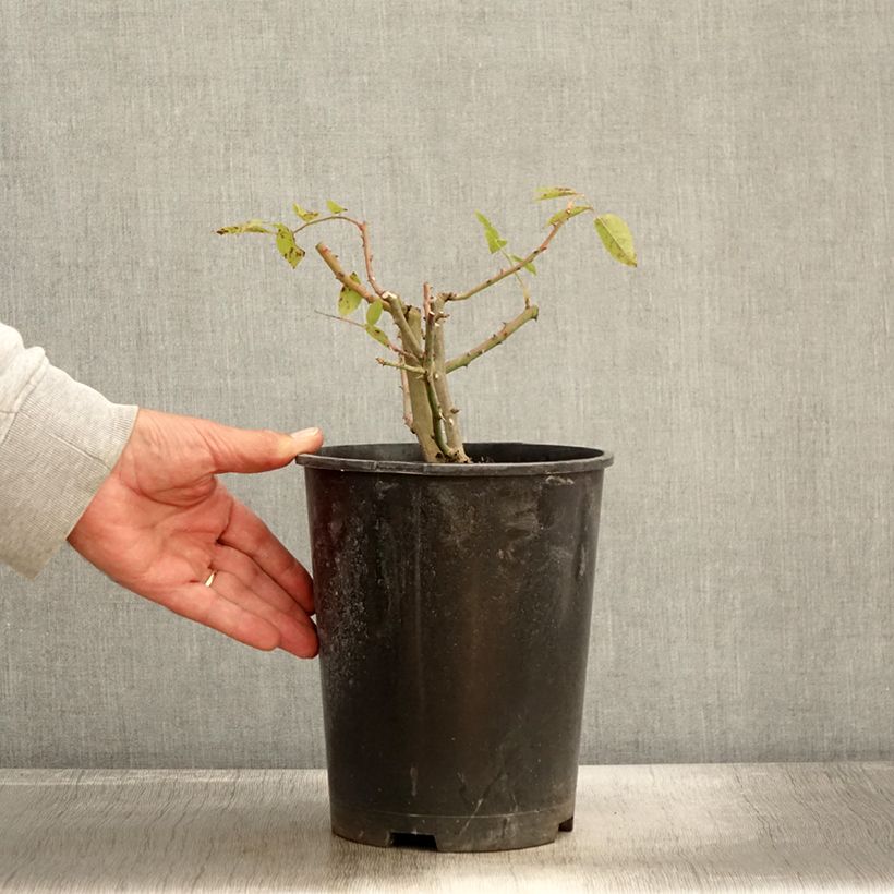 Esimerkki syksyllä toimitetusta Rosier David Austin Mary Rose Pot de 4L/5L-taimesta