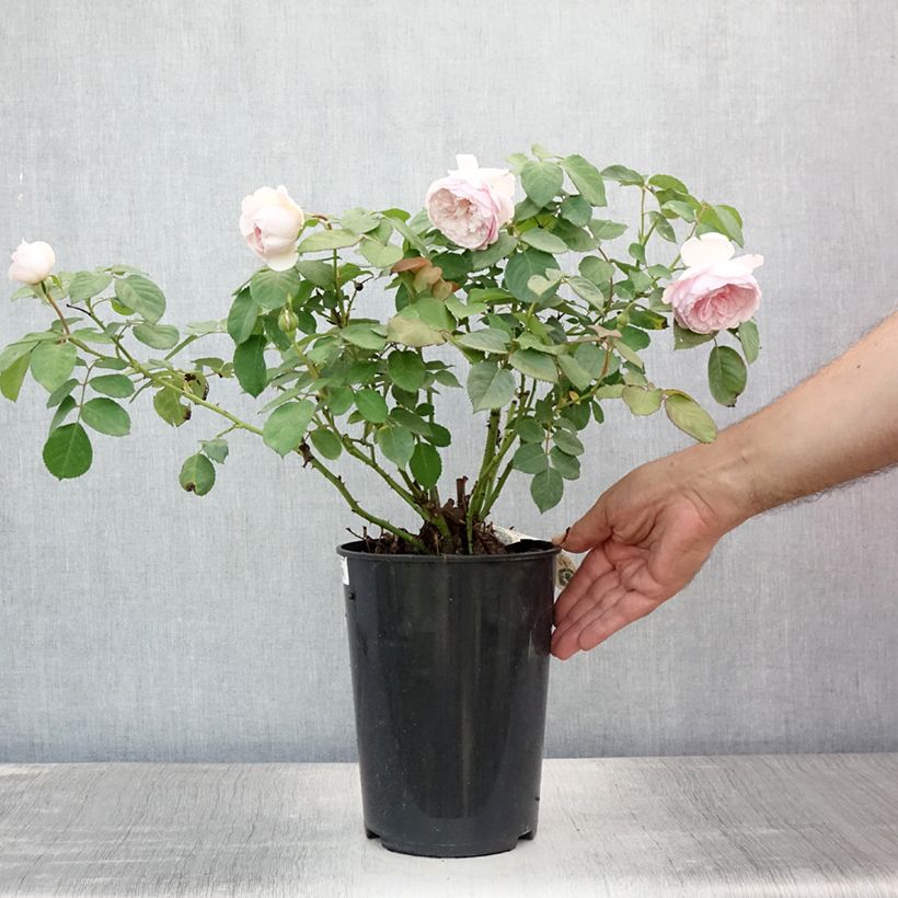 Esimerkki kesällä toimitetusta Rosier David Austin Olivia Rose Austin  Pot de 4L/5L-taimesta