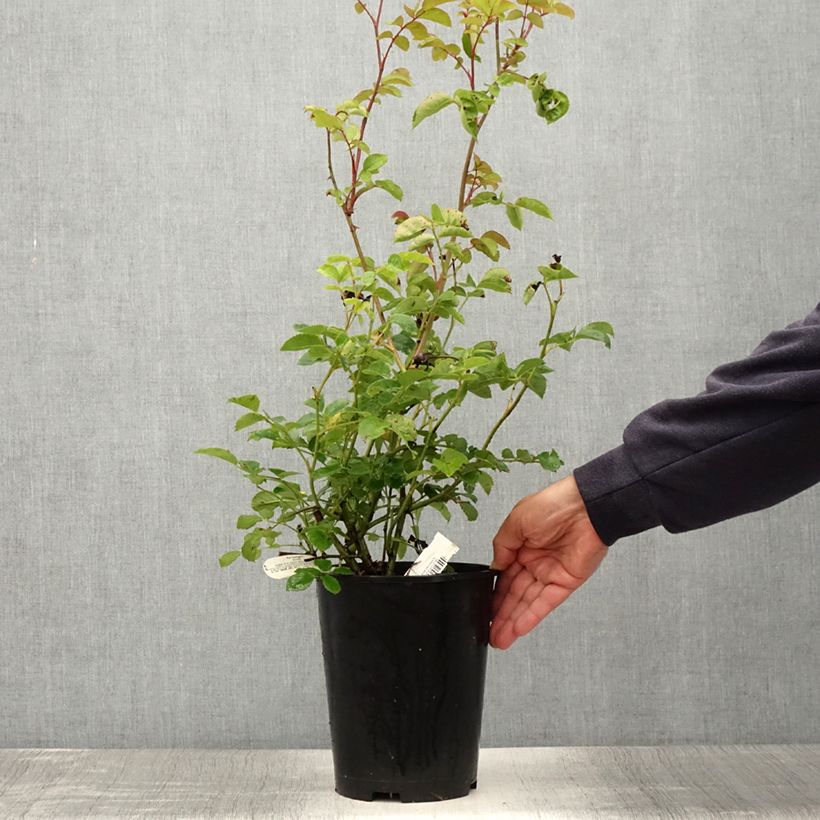 Esimerkki kesällä toimitetusta Rosier David Austin Port Sunlight Pot de 4L/5L-taimesta