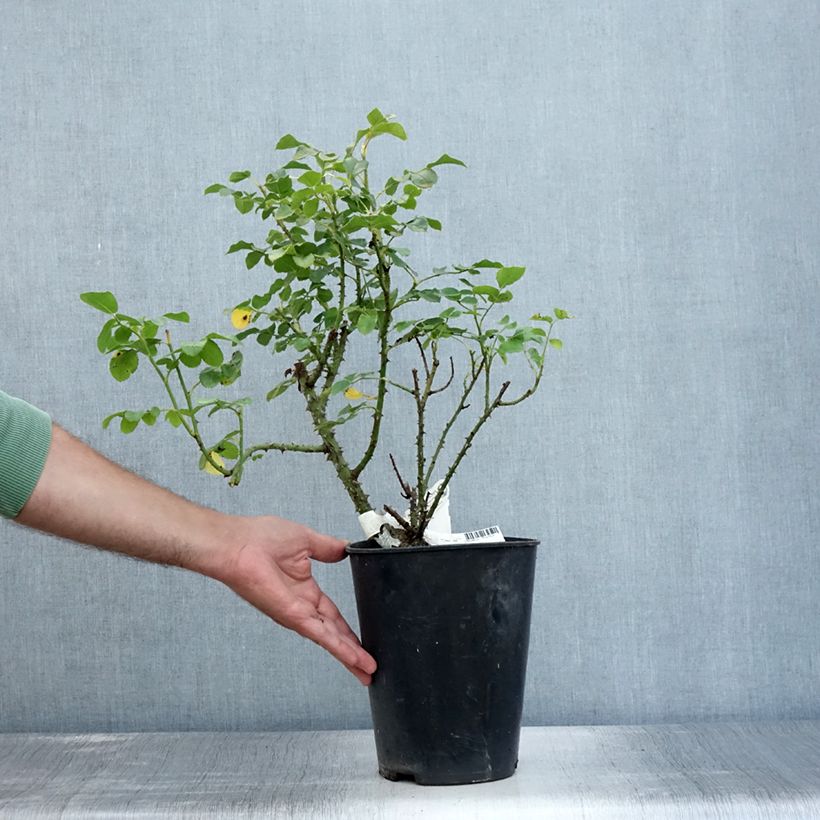 Esimerkki kesällä toimitetusta Rosier David Austin Princess Anne Pot de 3L/4L-taimesta