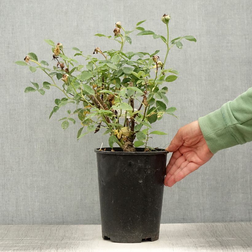 Esimerkki kesällä toimitetusta Rosier David Austin Roald Dahl Pot de 4L/5L-taimesta