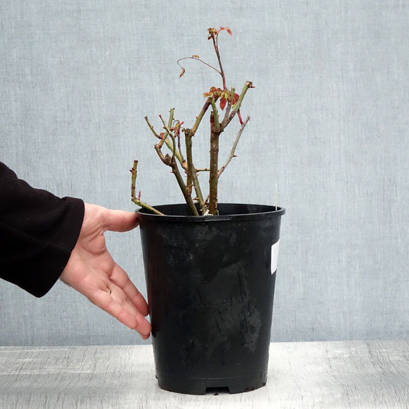 Esimerkki syksyllä toimitetusta Rosier David Austin Strawberry Hill Pot de 4L/5L-taimesta