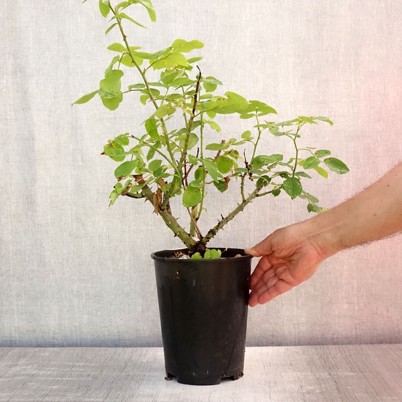 Esimerkki kesällä toimitetusta Rosier David Austin The Lady Gardener  Pot de 4L/5L-taimesta