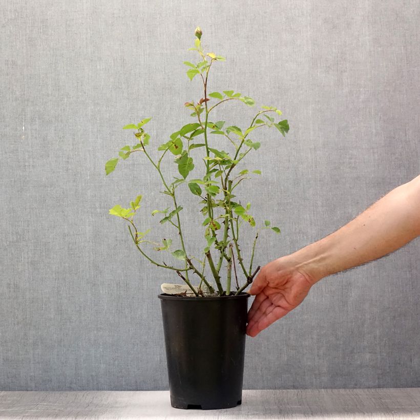 Esimerkki kesällä toimitetusta Rosier David Austin The Pilgrim  Pot de 4L/5L-taimesta