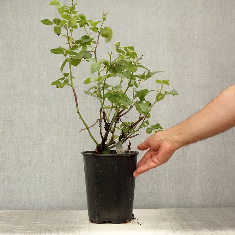 Esimerkki kesällä toimitetusta Rosier David Austin William and Catherine Pot de 4L/5L-taimesta