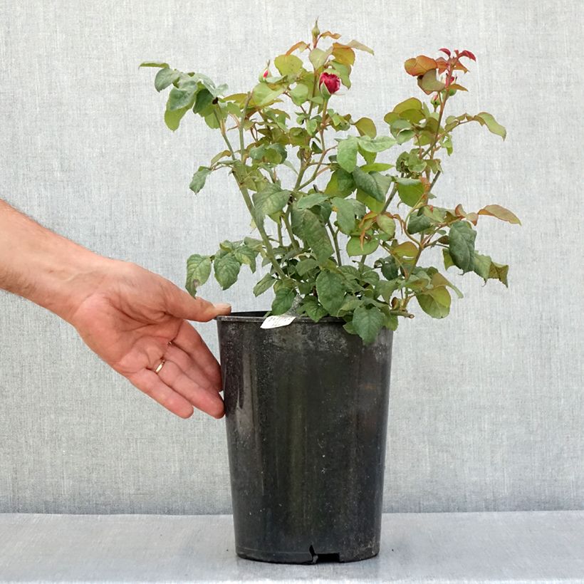 Esimerkki kesällä toimitetusta Austinruusu Young Lycidas Pot de 4L/5L-taimesta
