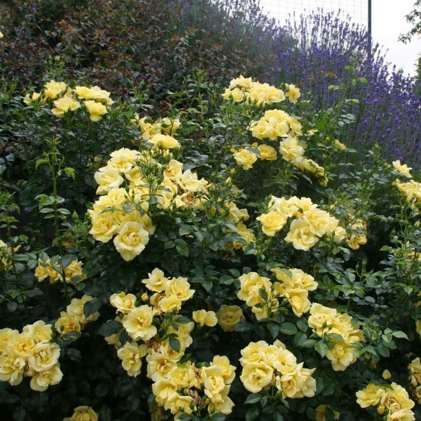 Puistoruusu Flower Carpet Gold (Kasvutapa)