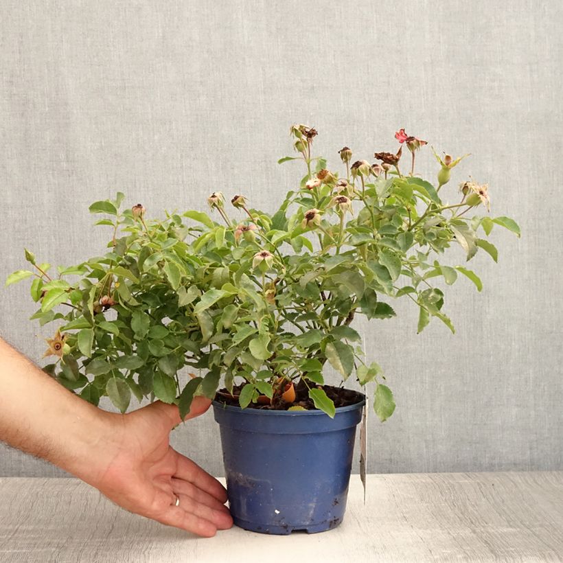 Esimerkki kesällä toimitetusta Rosier Décorosiers Calizia Pot de 2L/3L-taimesta