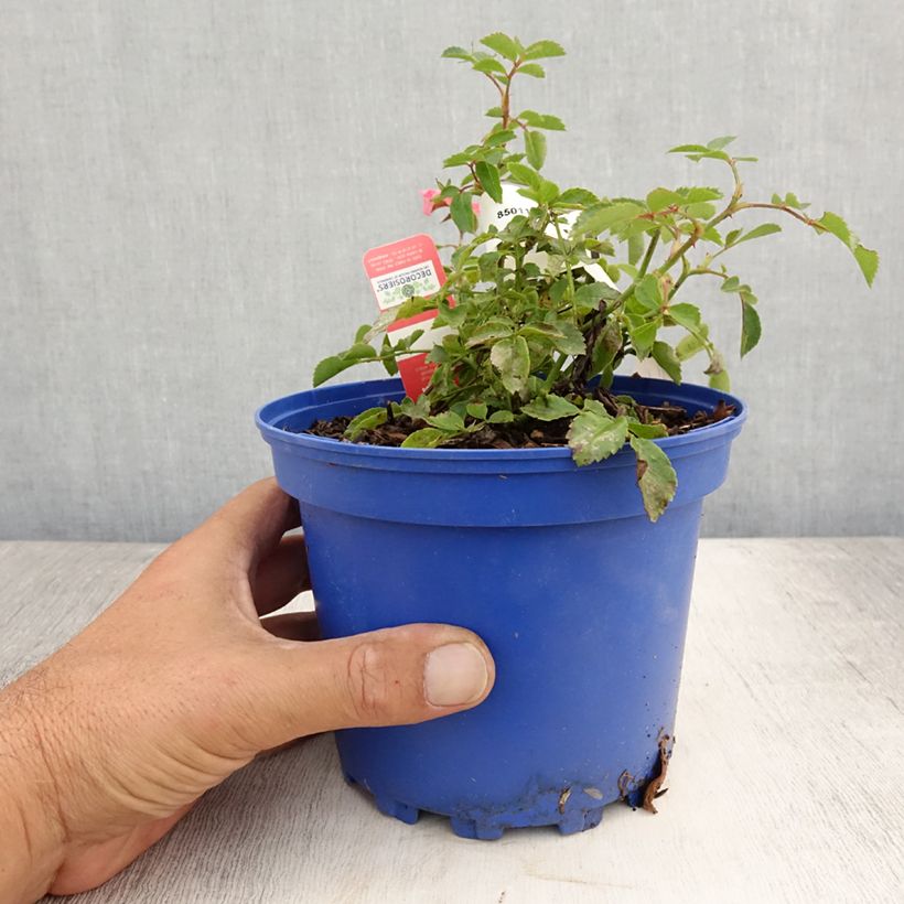 Esimerkki kesällä toimitetusta Puistoruusu Décorosiers Isalia 2 litran/3 litran ruukku-taimesta