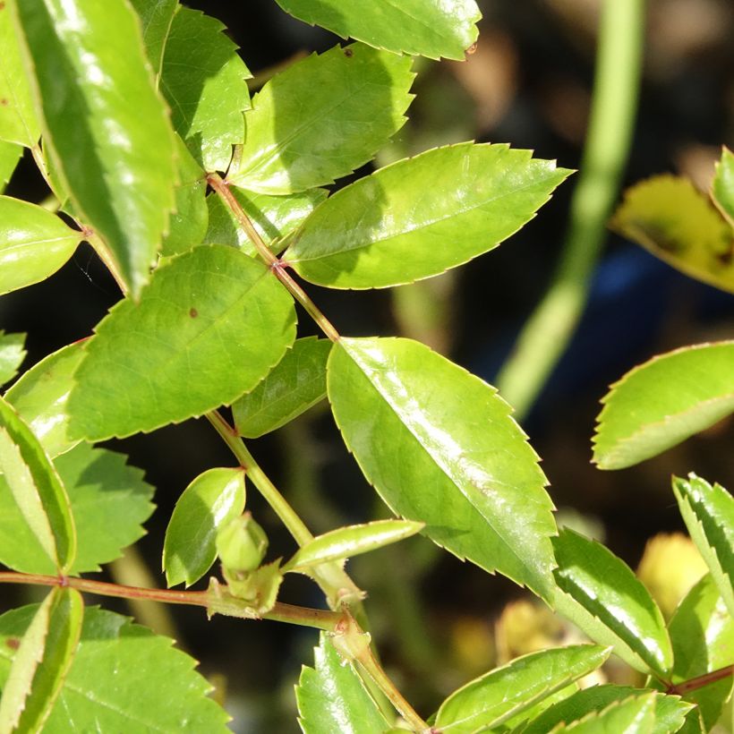 Puistoruusu Décorosiers Isalia (Lehvistö)