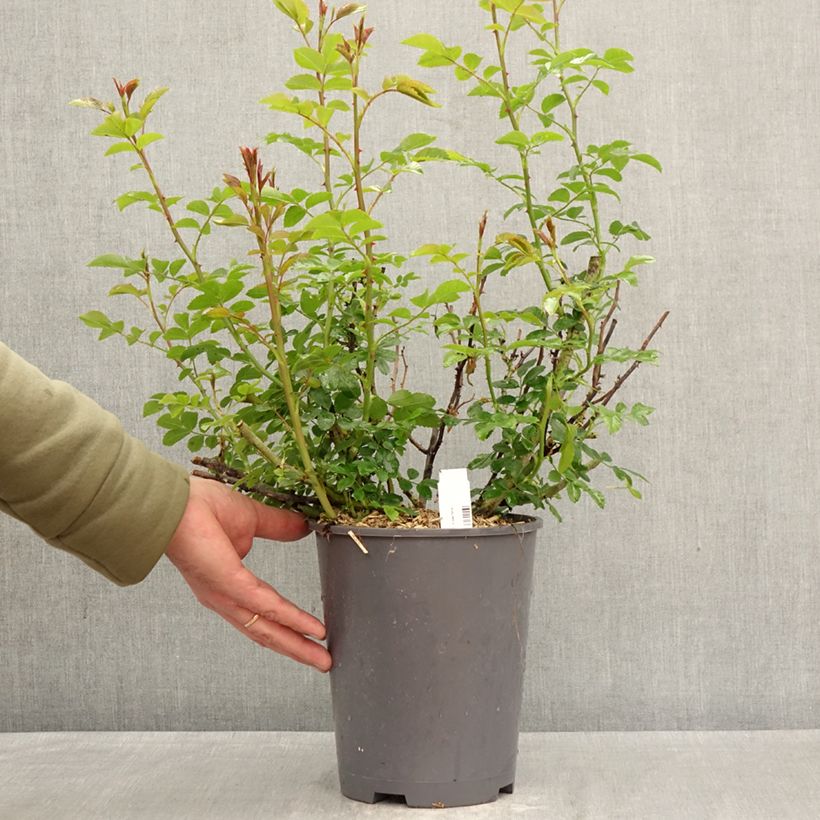 Esimerkki keväällä toimitetusta Puistoruusu Décorosiers Isalia 4 litran/5 litran ruukku-taimesta