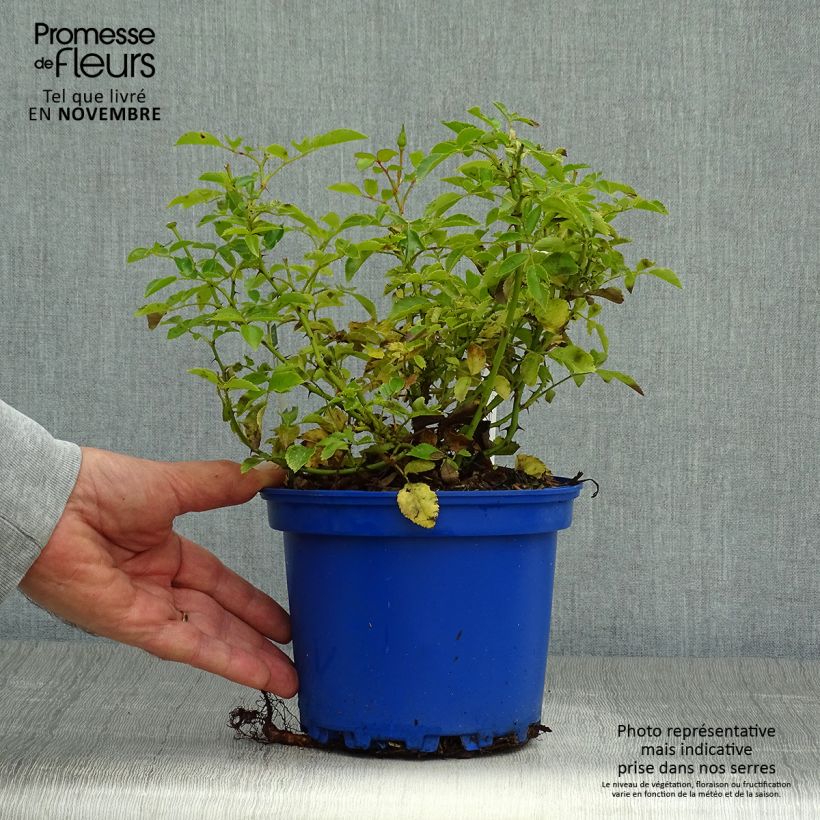 Esimerkki syksyllä toimitetusta Puistoruusu Décorosiers Opalia 2 litran/3 litran ruukku-taimesta