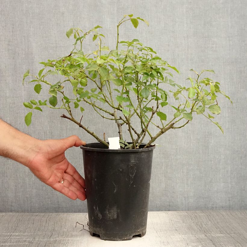 Esimerkki kesällä toimitetusta Puistoruusu Décorosiers Opalia 4 litran/5 litran ruukku-taimesta
