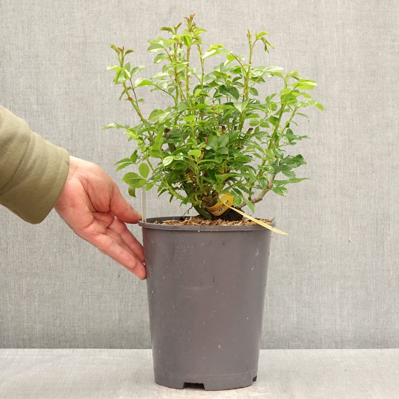 Esimerkki keväällä toimitetusta Puistoruusu Flower Carpet Gold 4 litran/5 litran ruukku-taimesta