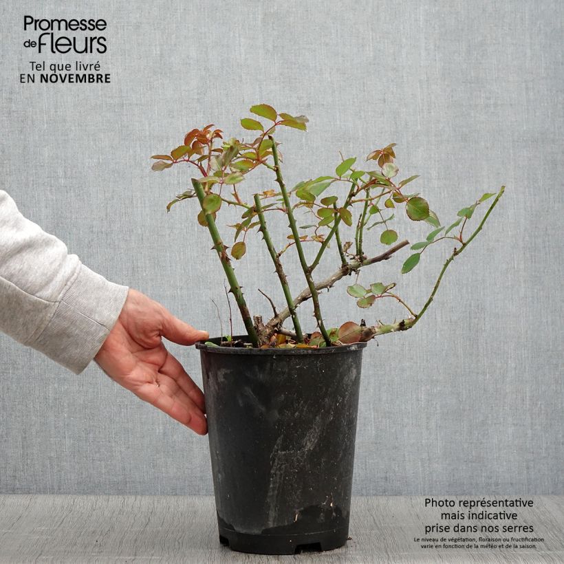 Esimerkki syksyllä toimitetusta Puistoruusu Décorosiers Vesuvia NOAre 4 litran/5 litran ruukku-taimesta