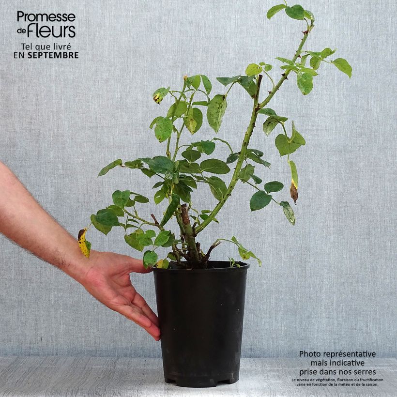 Esimerkki kesällä toimitetusta Puistoruusu Décorosiers Vesuvia NOAre 4 litran/5 litran ruukku-taimesta