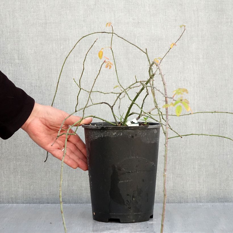Esimerkki syksyllä toimitetusta Lajiruusu - Rosa arvensis 2 litran/3 litran ruukku-taimesta