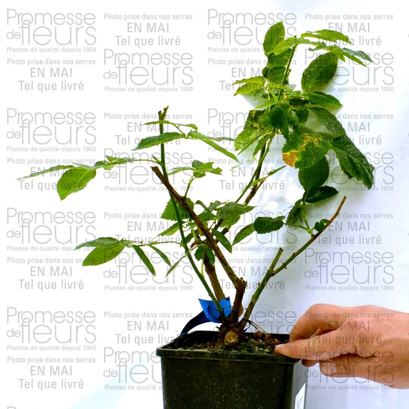 Esimerkki toimitetusta Rosier Generosa Dino de Laurentiis Pot de 4L/5L-taimesta