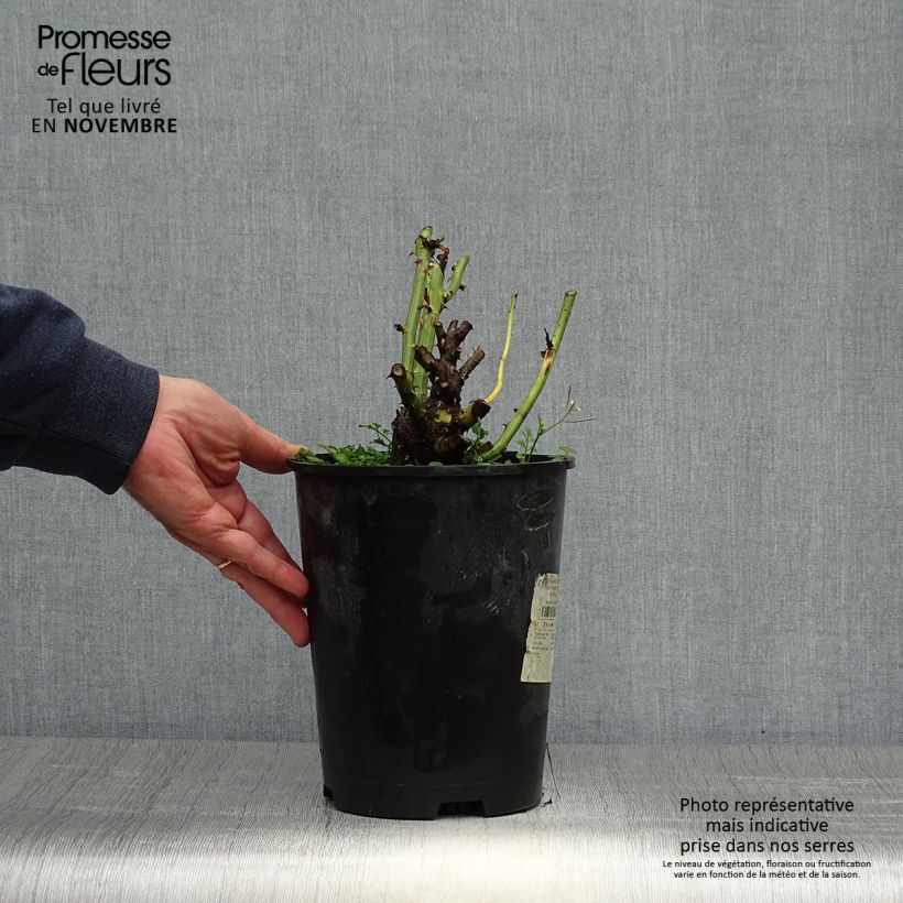 Esimerkki syksyllä toimitetusta Rosier Dominica Intercomdoor - Buisson à grande fleurs Pot de 4L/5L-taimesta