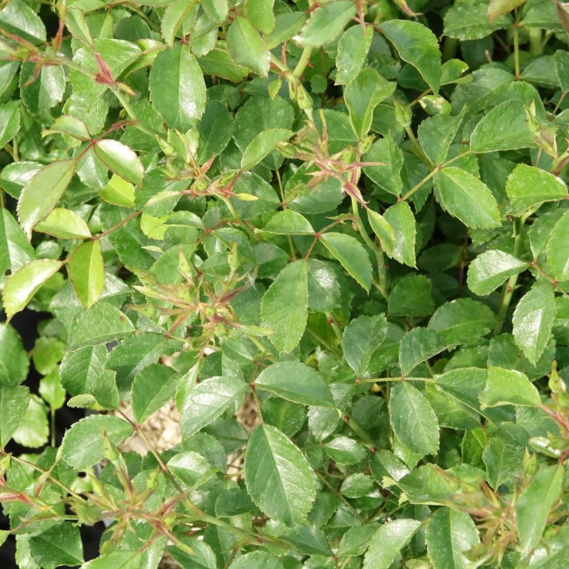 Floribundaruusu Rigo Rosen Fortuna (Lehvistö)