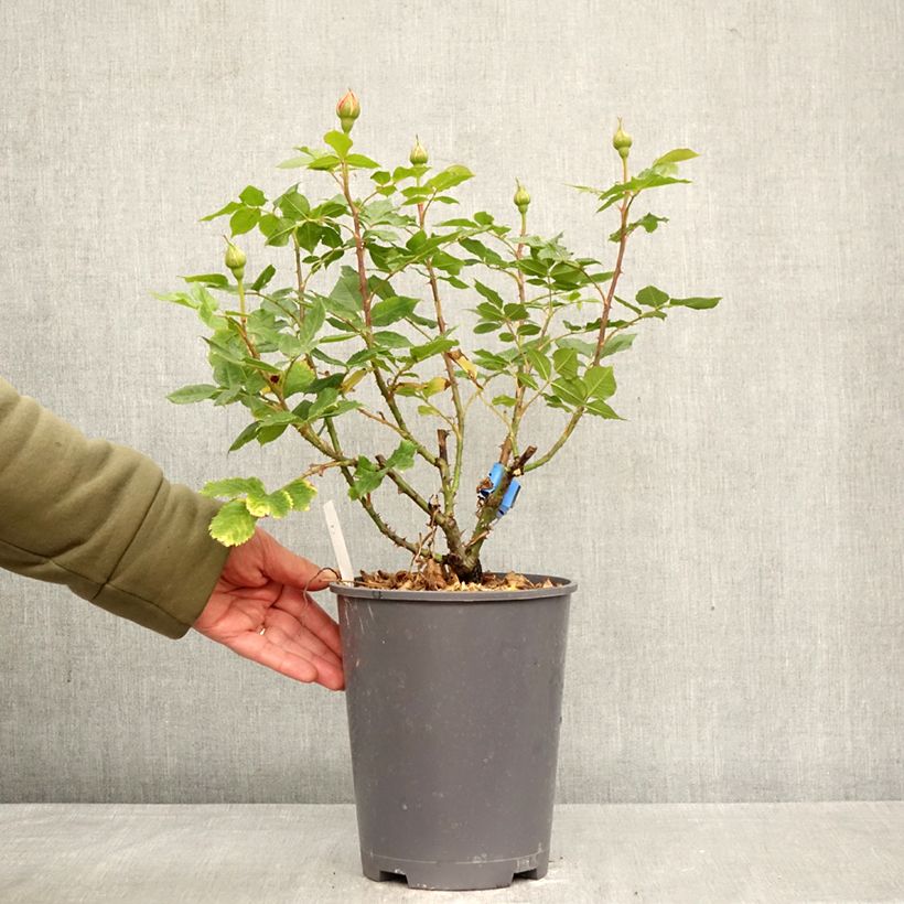 Esimerkki keväällä toimitetusta Tuoksuva ruusu 100 idees Jardin 4 litran/5 litran ruukku-taimesta
