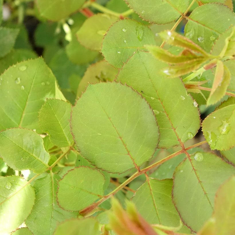 Tuoksuva ruusu Cybelle (Lehvistö)