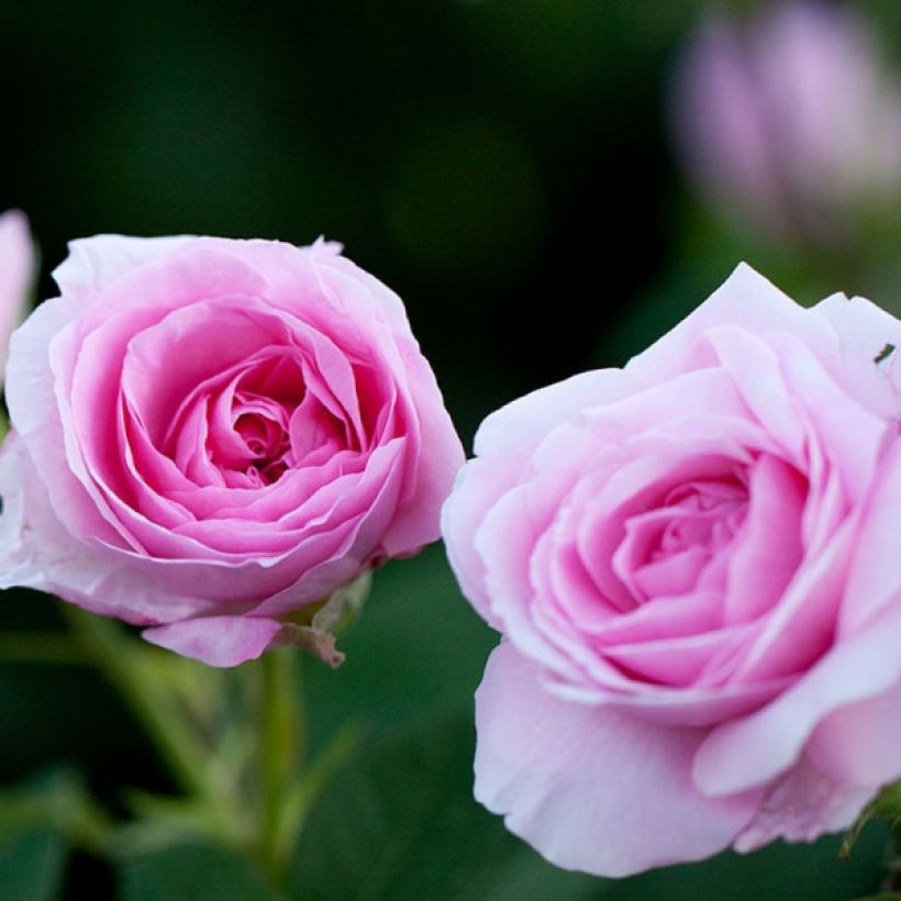 Runkoruusu Gertrude Jekyll (Kukinta)