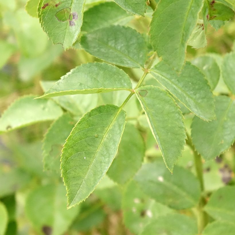 Köynnösruusu Alchymist (Lehvistö)