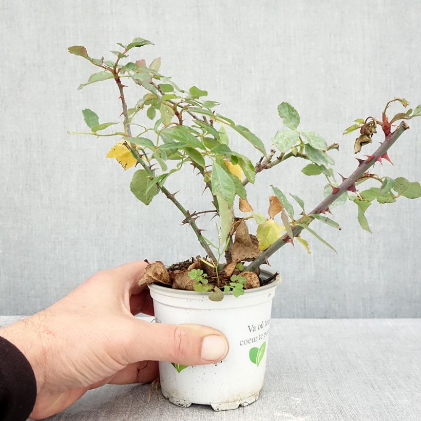 Esimerkki syksyllä toimitetusta Köynnösruusu Climbing Max Aloha 10 cm/11 cm ruukku-taimesta