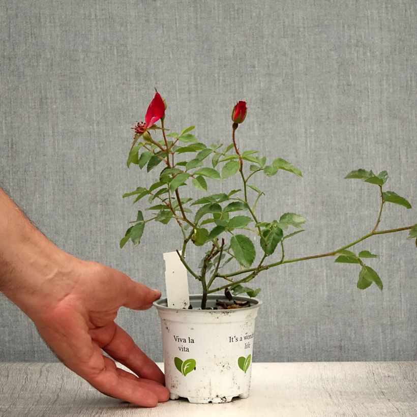 Esimerkki kesällä toimitetusta Köynnösruusu Cocktail 10 cm/11 cm ruukku-taimesta