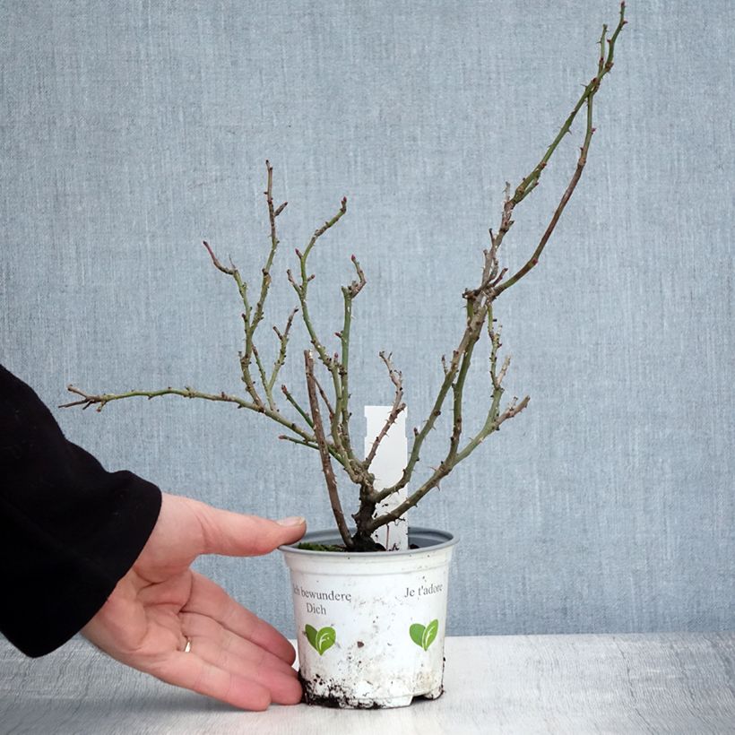 Esimerkki talvella toimitetusta Köynnösruusu Cocktail 10 cm/11 cm ruukku-taimesta