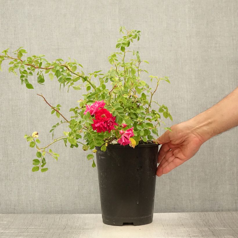 Esimerkki kesällä toimitetusta Rosier grimpant Crimson Shower Pot de 3L/4L-taimesta