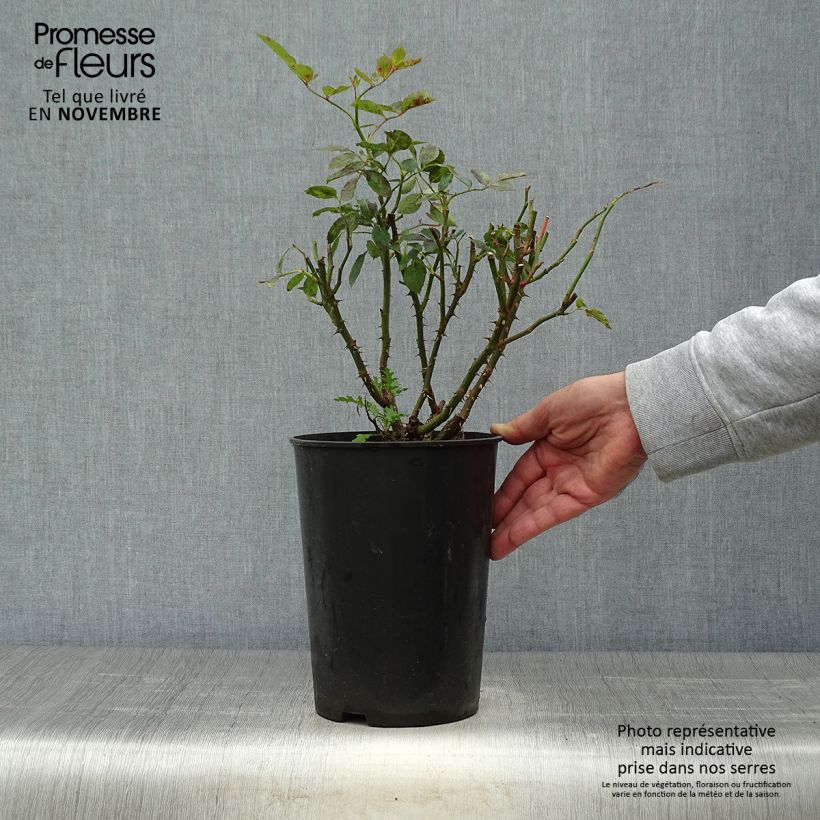 Esimerkki syksyllä toimitetusta Köynnösruusu Cyclamen Pierre de Ronsard 'Pink Eden Rose ‘Margaret Mae 4 litran/5 litran ruukku-taimesta