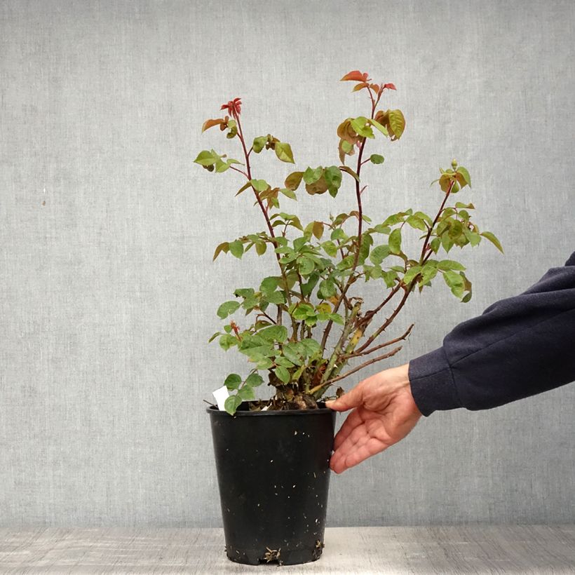 Esimerkki keväällä toimitetusta Köynnösruusu The Generous Gardener 4 litran/5 litran ruukku-taimesta
