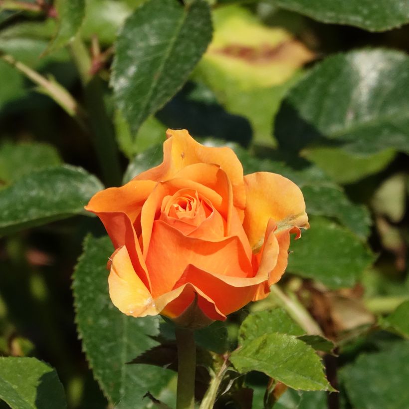 Köynnösruusu Disting'O Orange Wekausujucton (Kukinta)