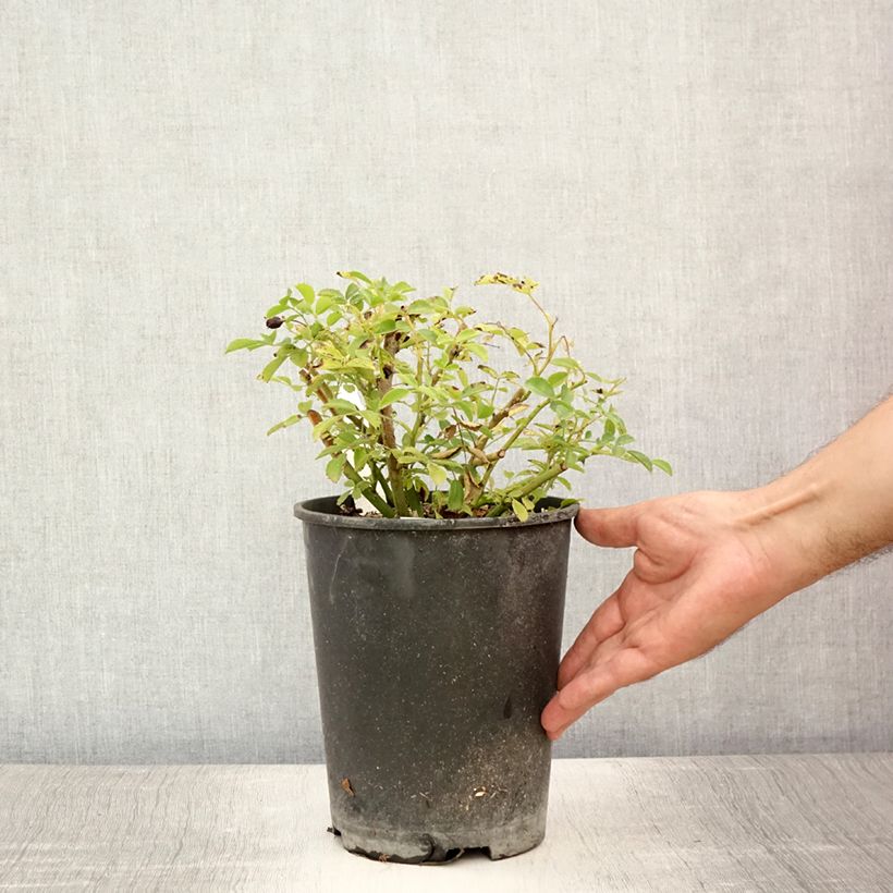 Esimerkki kesällä toimitetusta Rosier grimpant Excelsa Pot de 4L/5L-taimesta
