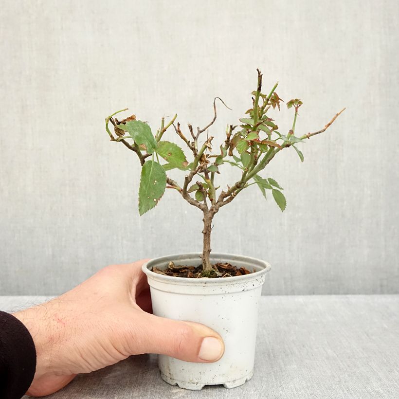 Esimerkki syksyllä toimitetusta Köynnösruusu Florentina 10 cm/11 cm ruukku-taimesta