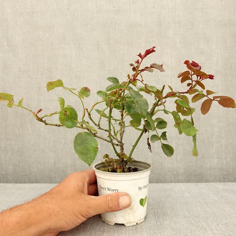 Esimerkki kesällä toimitetusta Köynnösruusu Florentina 10 cm/11 cm ruukku-taimesta